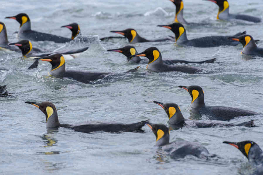 Pingüino Rey - islas Georgias del Sur 084.jpg
